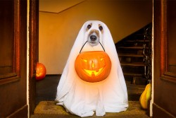 Idee per costumi di Halloween