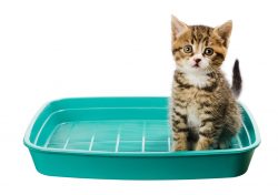 pipì di gatto cattivi odori