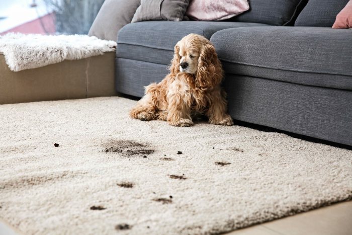 pulire tappeto sporco macchie animali
