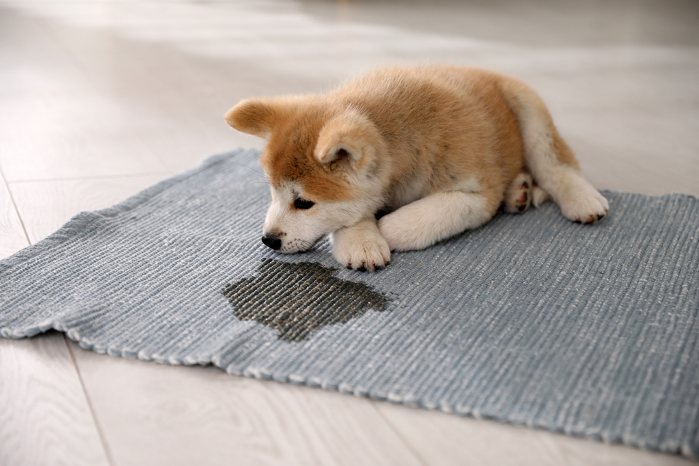 macchie pipì cane tappeto